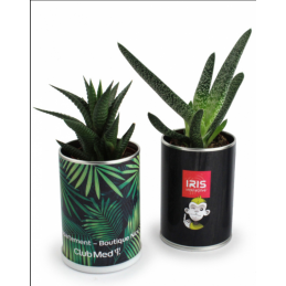 Canette à planter par 100